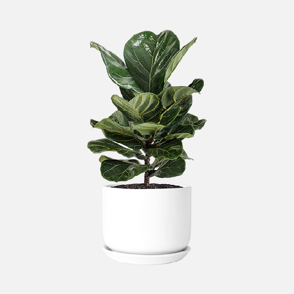 Fiddle Leaf Fig